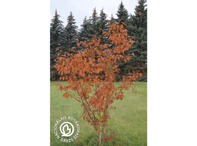 Micromeles alnifolia